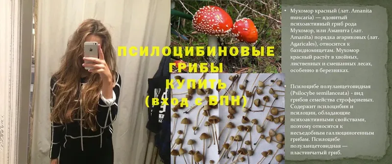 Галлюциногенные грибы Psilocybine cubensis  Томск 